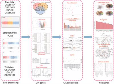A comprehensive analysis of biomarkers associated with synovitis and chondrocyte apoptosis in osteoarthritis